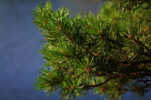 pine-1011267_1920